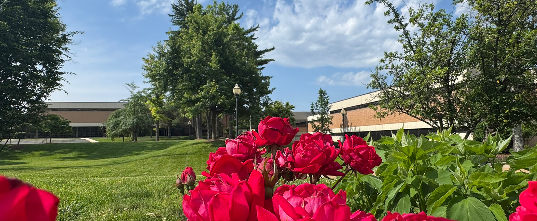 Quad_Summer Roses.jpg