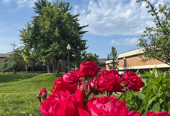 Quad_Summer Roses.jpg